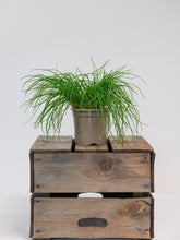 products/SotoProductShootLowQ-1730.jpg